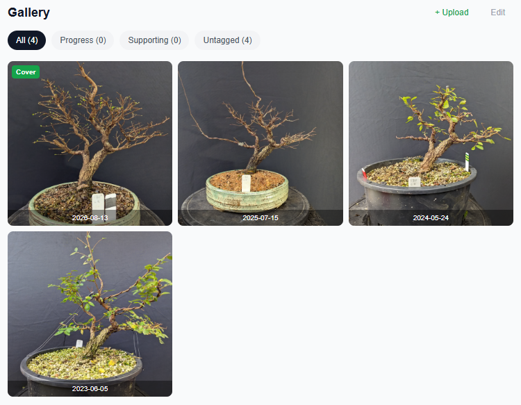 Photo gallery showing bonsai progress images with date captions
